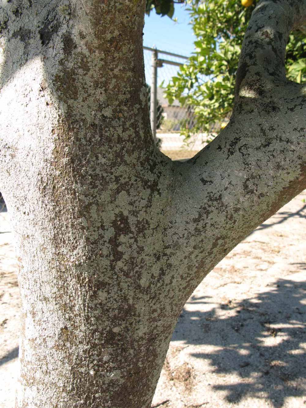              Bark (Winter Haven, FL)       